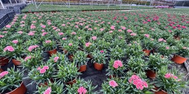 thumbs_b_c_ad9b4e0ceef09ab861312f6abfca4c29