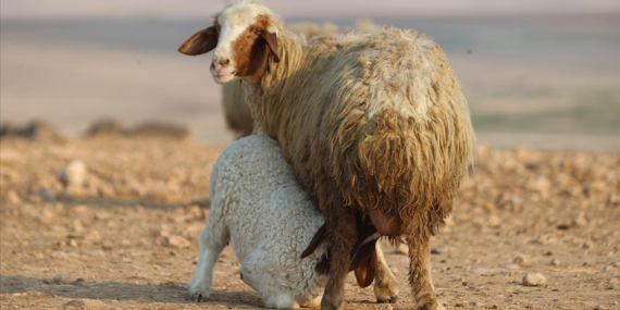 Türkiye’nin Dev İşletmesinde 60 Bin Kuzu Dünyaya Geldi