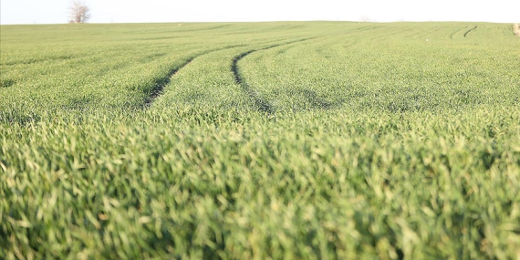 Trakya’da Bu Sene Buğday Erken Boy Attı