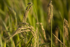 thumbs_b_c_1928e4764dd3239e0d13869266e0572e