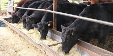 thumbs_b_c_581109d90744473d7cbf1d6f67067c3e