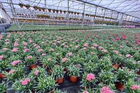 thumbs_b_c_d951b915f02683e3fc9ced399d173071