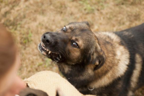 sokak-kopegi-getty-2261602_2