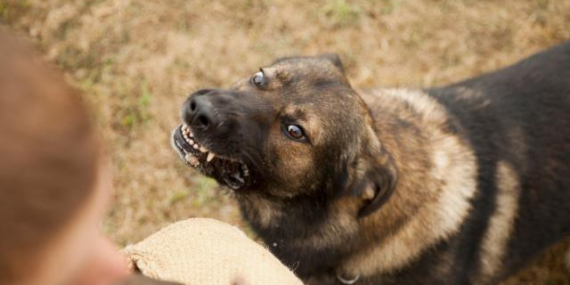 sokak-kopegi-getty-2261602_2