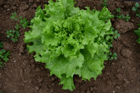 thumbs_b_c_0bcf35aef74fedd2313522d555ba6468