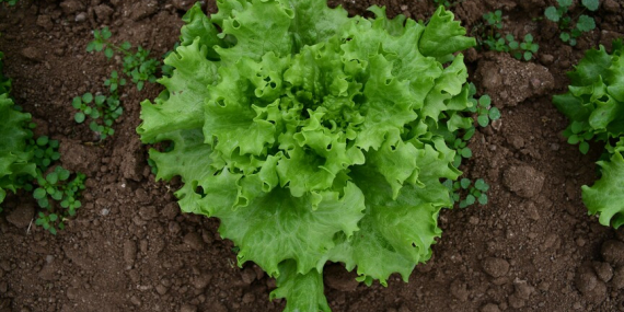 Tarım ve Orman Bakanlığından “Kıvırcık Marulların Koyunlara Yem Edildiği” Paylaşımlarına Yanıt