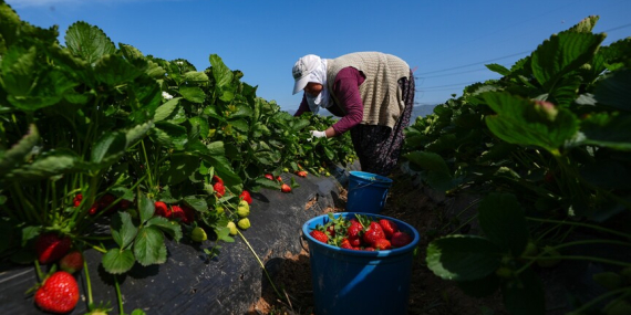 Yaklaşık 1,4 Milyar Liralık Tarımsal Destekleme Ödemesi Bugün Yapılacak