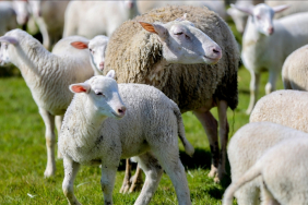 thumbs_b_c_2a1ae6342ce916a64e3beea6ba26f031