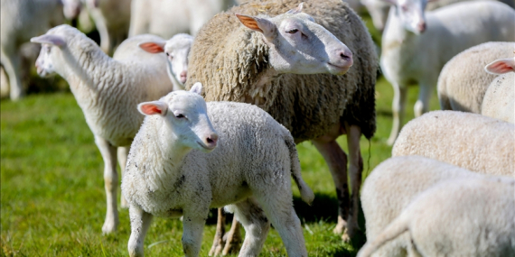 “Kırsalda Bereket Küçükbaşa Destek” Projesine Başvurular Başladı