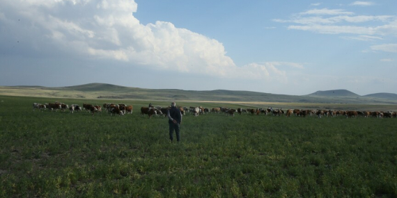 Tarım ve Orman Bakanlığı Kars’taki Mera Kullanımı Yasağı İddialarını Yalanladı