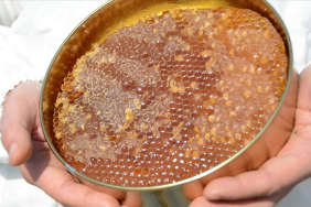 thumbs_b_c_cf1657a4d8f52dc06b6b5a82fa0d4b69