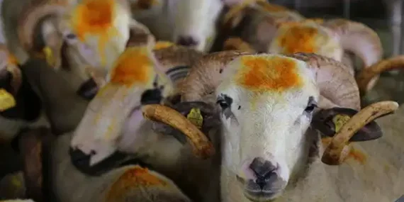 O Şehirde Kurbanlık Fiyatlarına İndirim Kararı