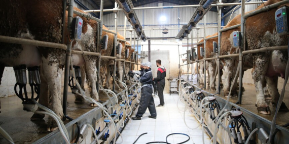 Süt Üreticilerine 6 Yılda 24,6 Milyar Lira Destek Verildi